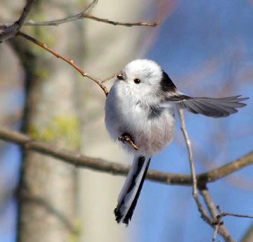 soorten mezen en meesjes witkopstaartmees Aegithalos caudatus caudatus